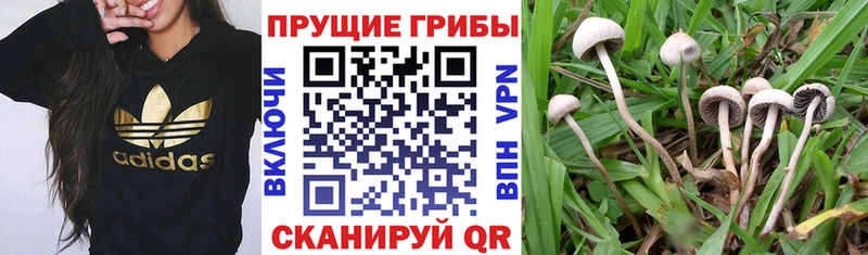 Псилоцибиновые грибы Magic Shrooms  купить  сайты  Нефтекумск 